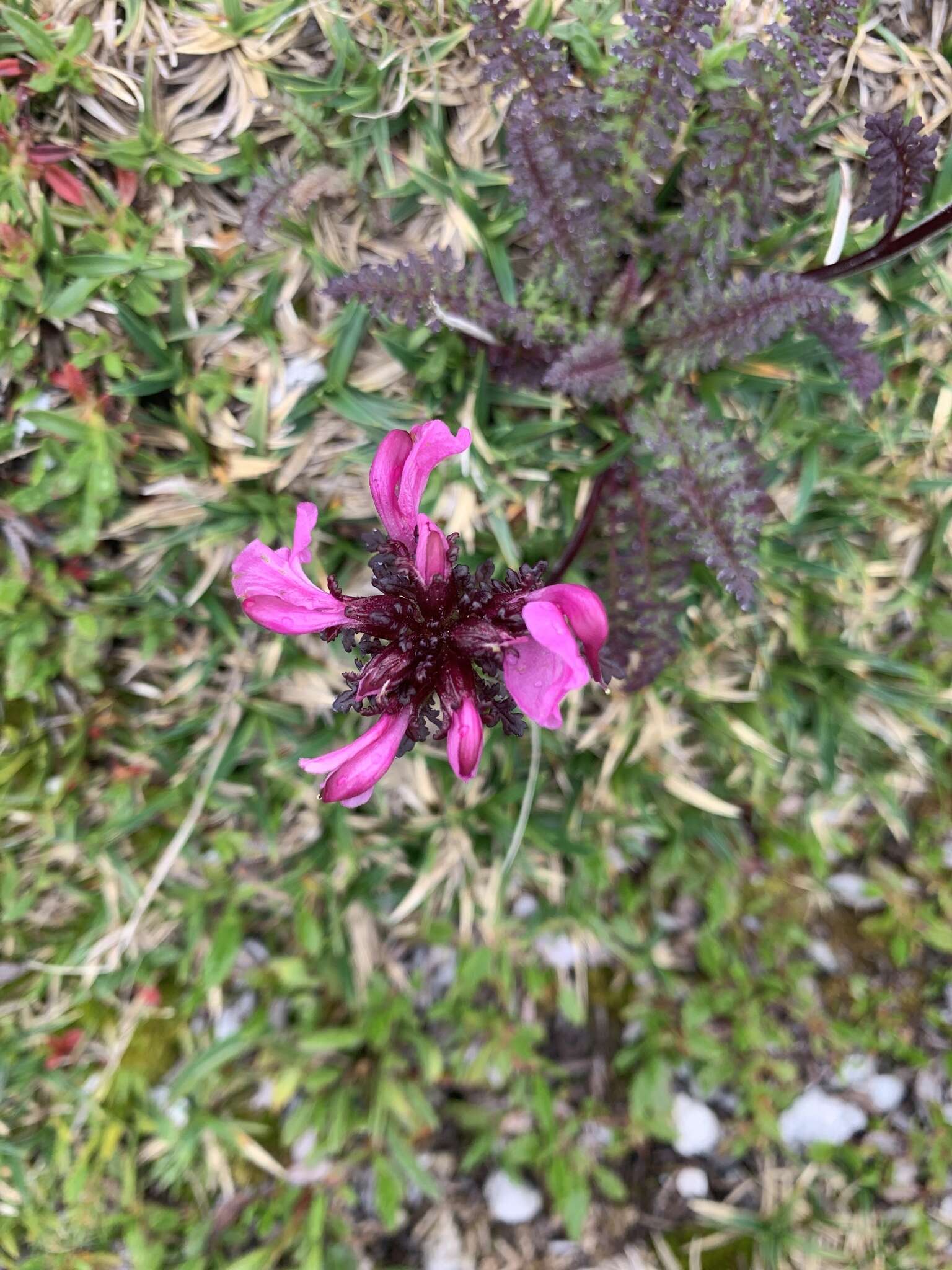 Image of beaked lousewort