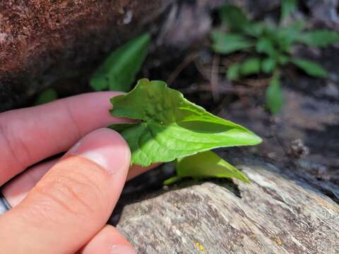 Imagem de Viola novae-angliae House