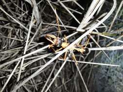 Image of Myrmecia desertorum Wheeler 1915