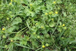 Image de Ranunculus muricatus L.