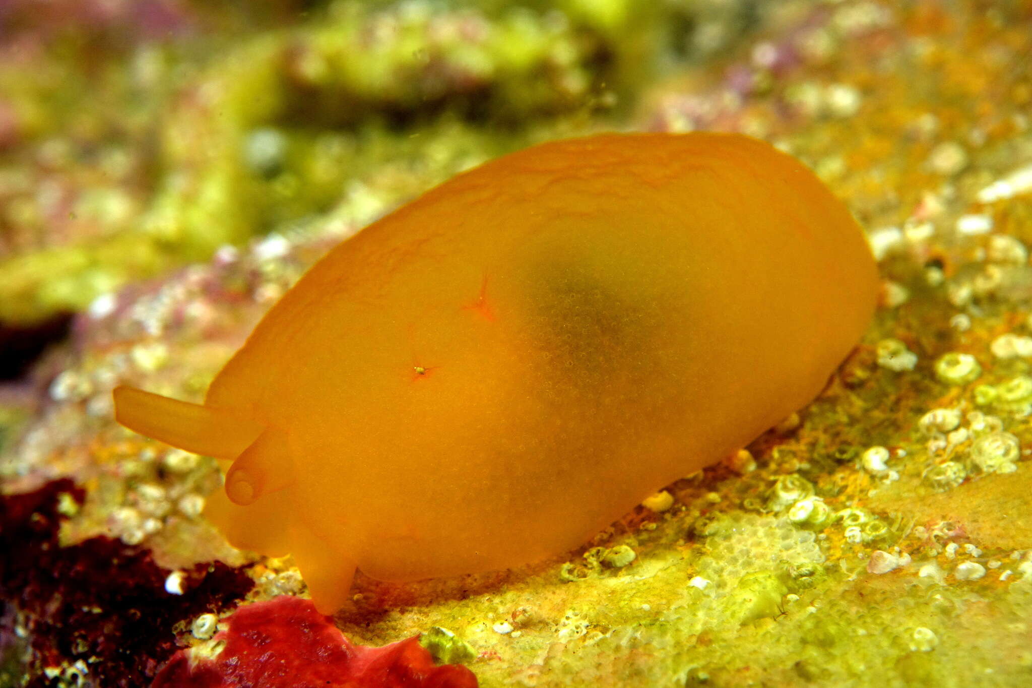 Image of peach seaslug