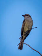 Image of Empidonomus aurantioatrocristatus (Orbigny & Lafresnaye 1837)