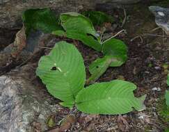Image of Streptocarpus pole-evansii Verd.
