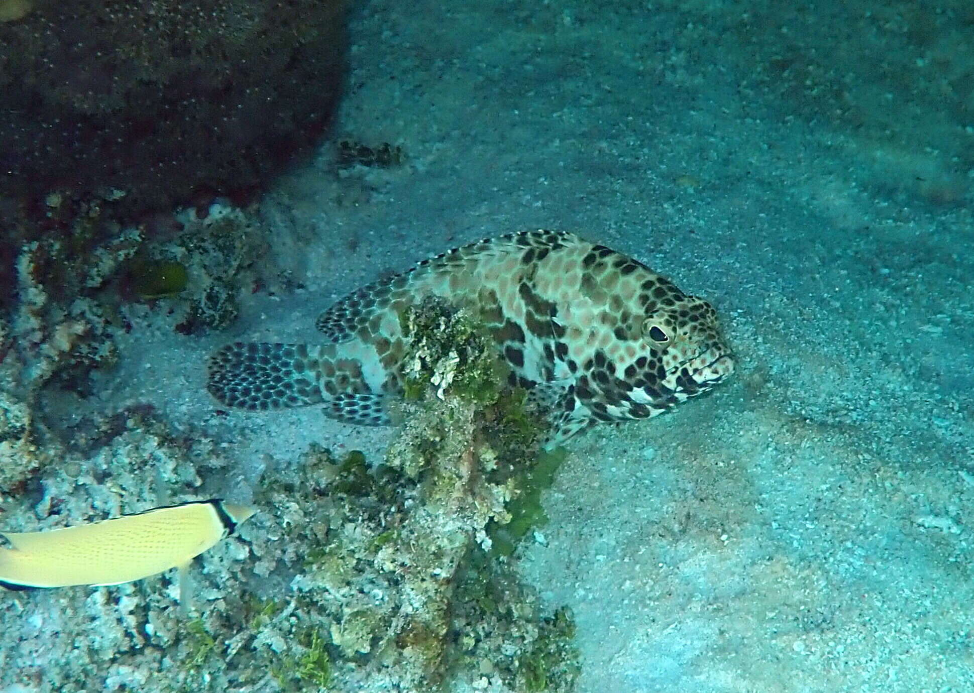 Image of Barred-chest Rock-cod