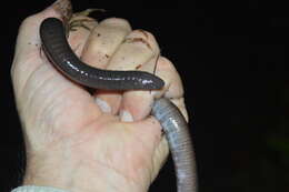 Image of Oaxacan Caecilian