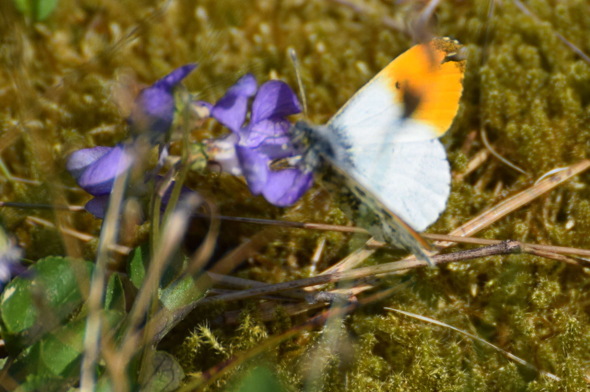 Image of orange tip