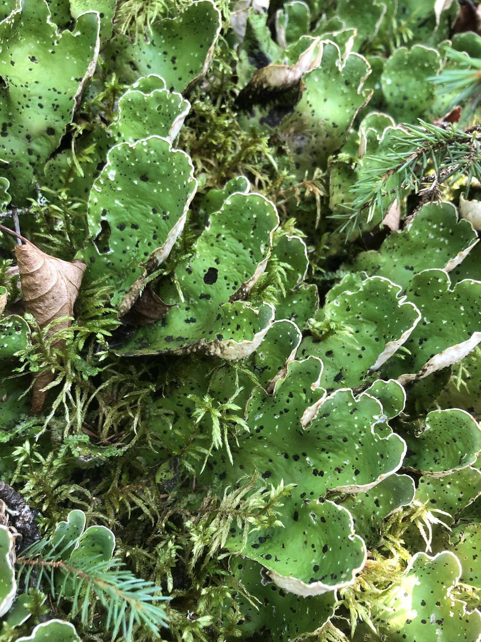 Image of felt lichen