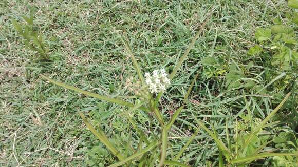 Plancia ëd Asclepias woodsoniana Standl. & Steyerm.