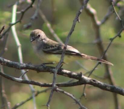 Image of Northern Scrub Flycatcher