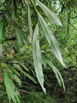 Image of Salix viminalis var. gmelinii (Pall.) Andersson