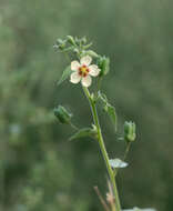 Image of anglestem Indian mallow