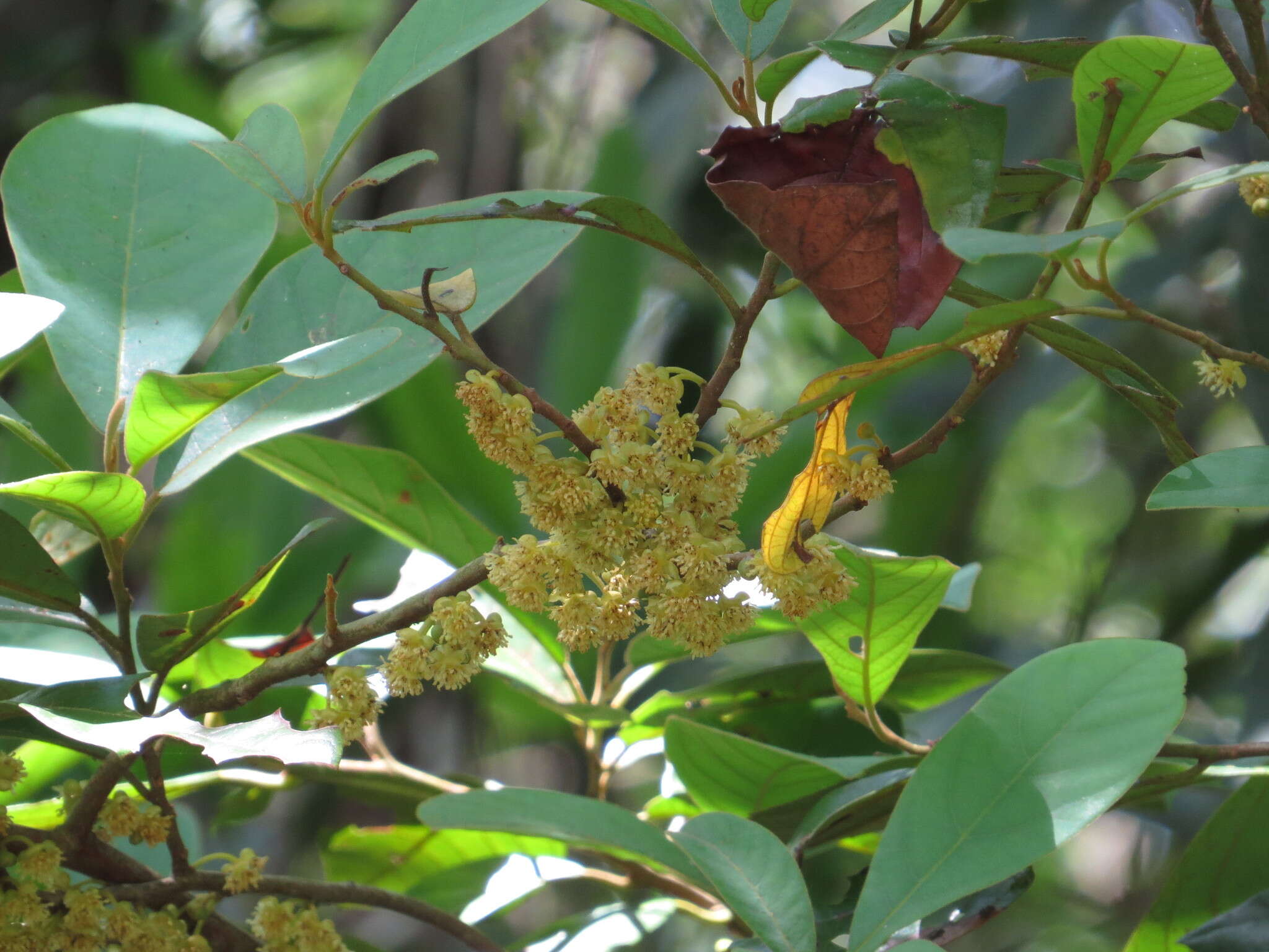 Image of Litsea leefeana (F. Müll.) Merr.