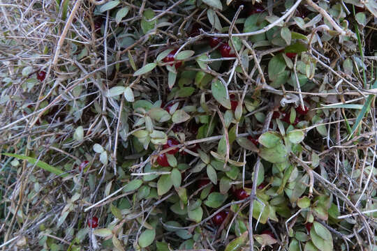 Image of Coprosma rhamnoides A. Cunn.