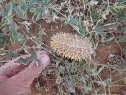 Image of African Wild Cucumber