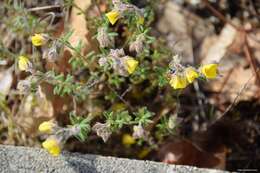 Plancia ëd Helianthemum hirtum (L.) Miller