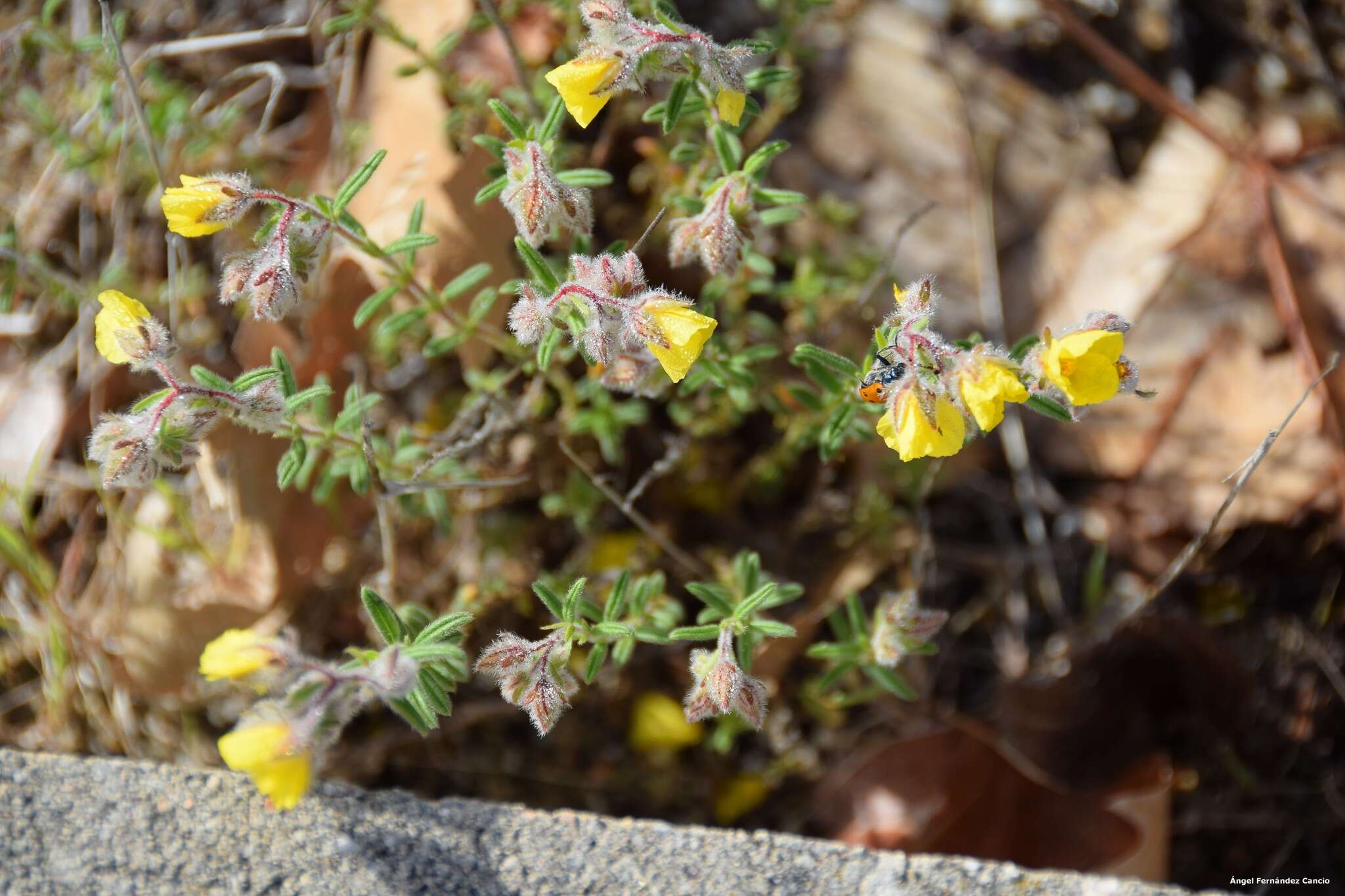 Image de Helianthemum hirtum (L.) Miller