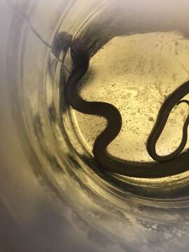 Image of Mozambique spitting cobra