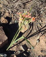 Moraea bifida (L. Bolus) Goldblatt resmi