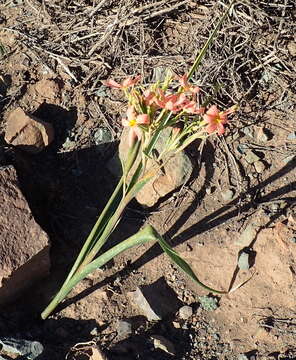 Imagem de Moraea bifida (L. Bolus) Goldblatt