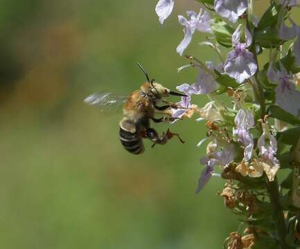 Image of California Anthophora