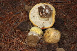 Image of Amanita aprica J. Lindgr. & Tulloss 2005