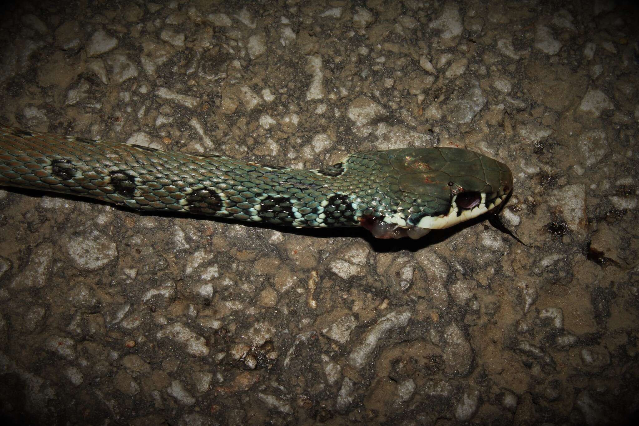 Image of Dahl's Whip Snake