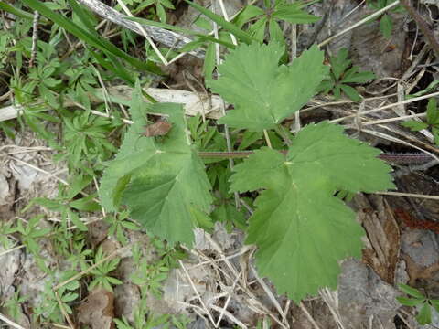 Слика од Heracleum sphondylium subsp. sibiricum (L.) Simonk.