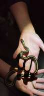 Image of Baird's Patchnose Snake