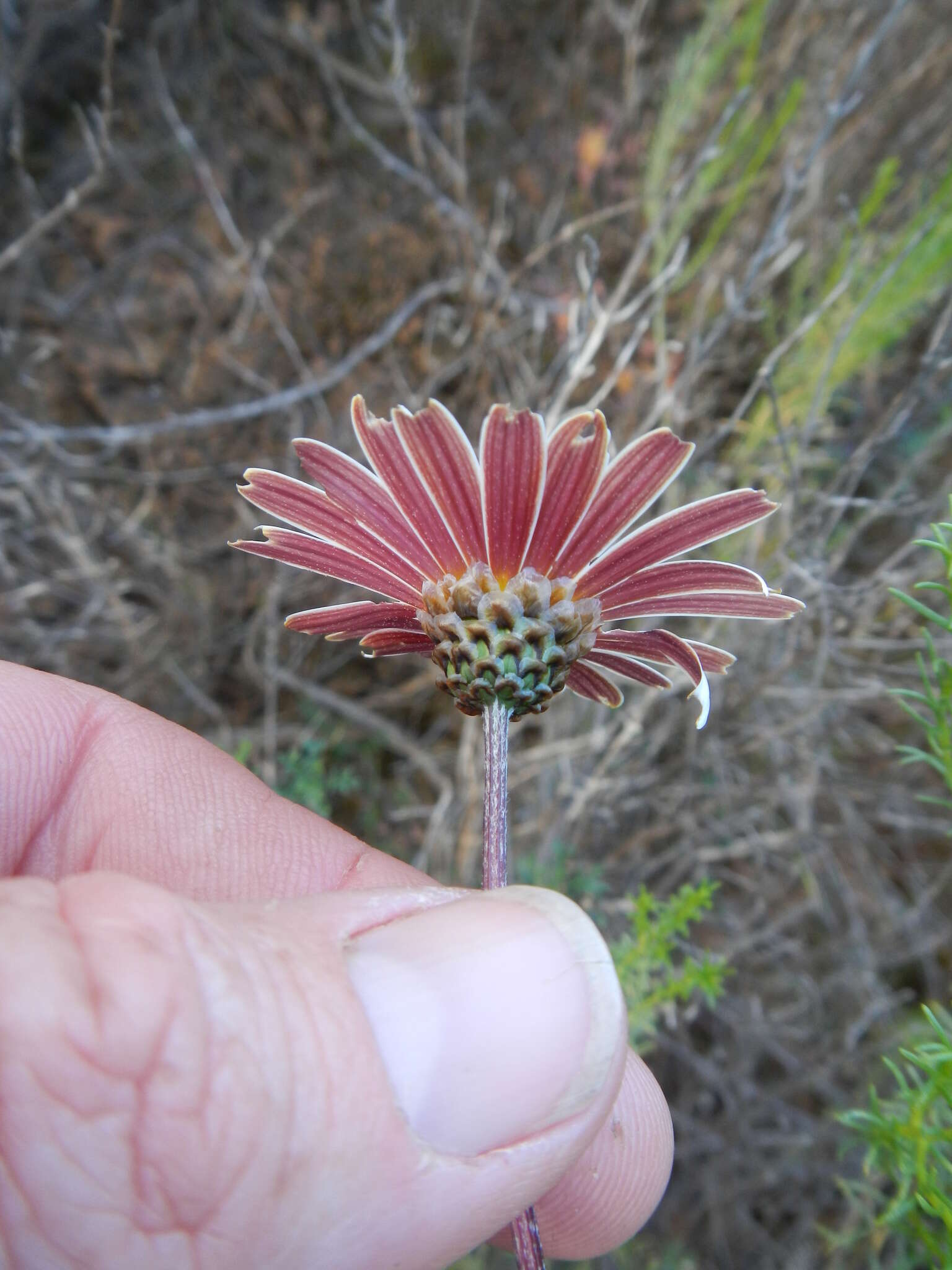 Ursinia pilifera (Berg.) Gaertn. resmi