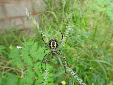 Image de Argiope anasuja Thorell 1887