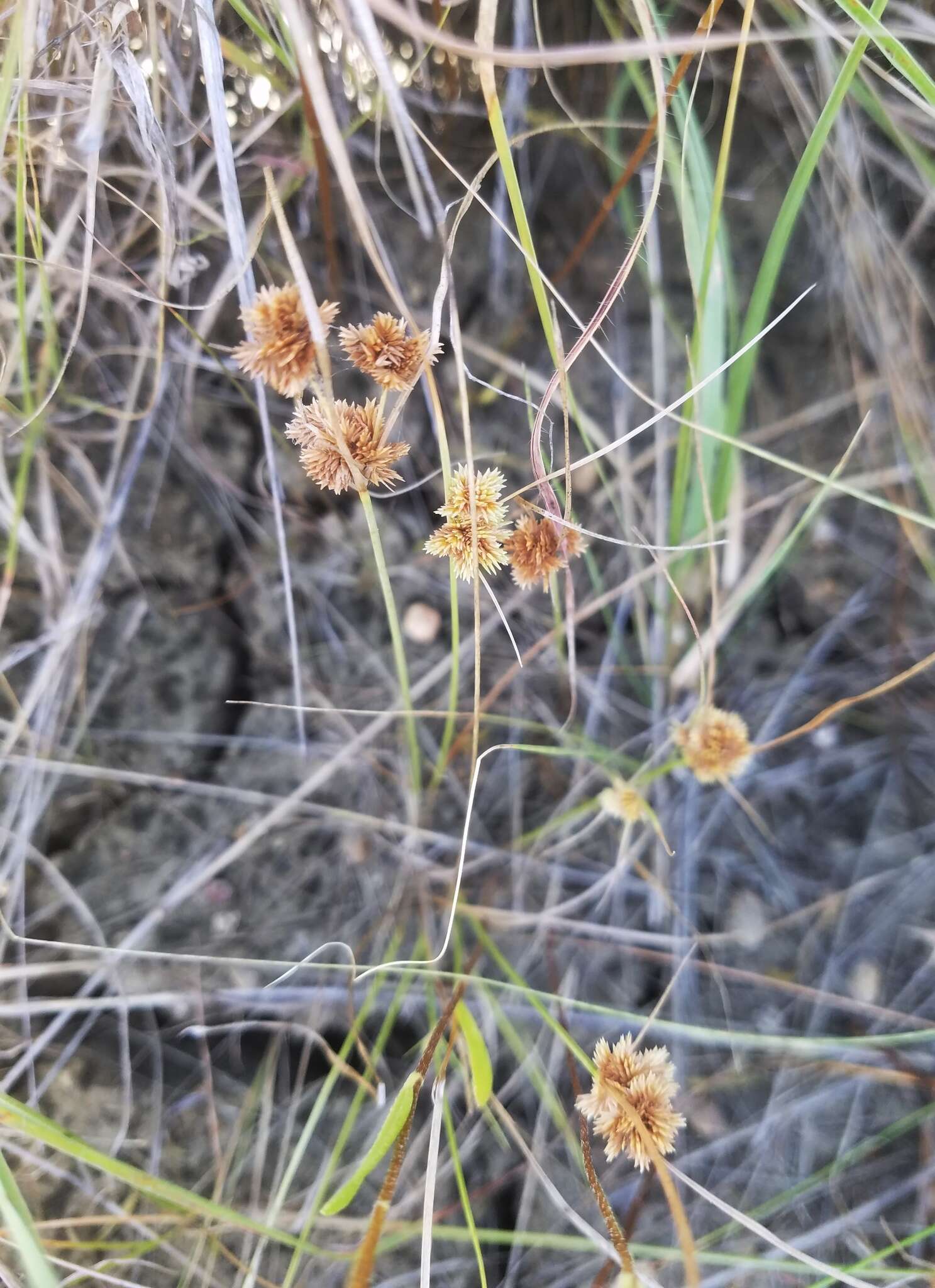 Слика од Cyperus acuminatus Torr. & Hook.