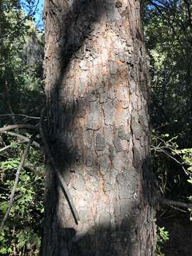 Image of Nothofagus macrocarpa (A. DC.) F. M. Vázquez & R. A. Rodr.