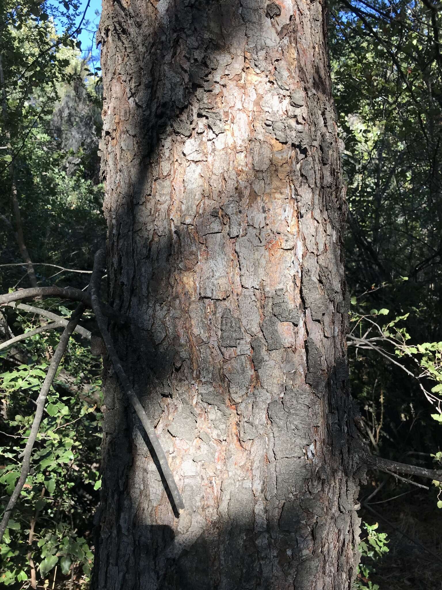 Imagem de Nothofagus macrocarpa (A. DC.) F. M. Vázquez & R. A. Rodr.