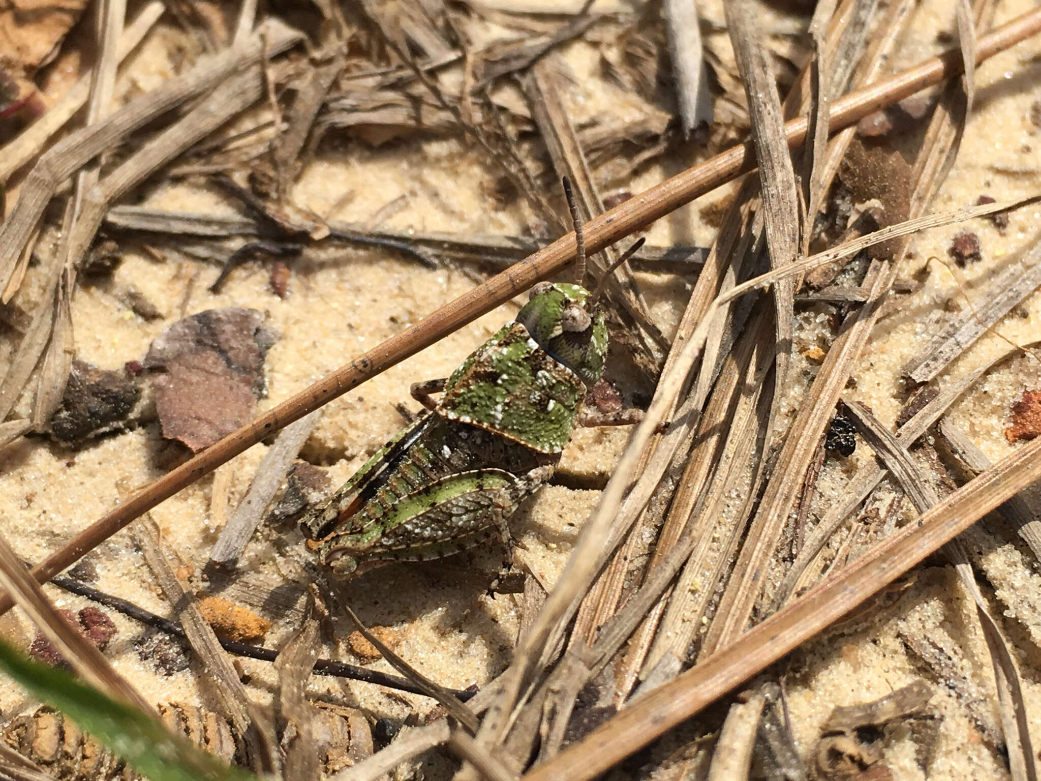 Слика од Pardalophora phoenicoptera (Burmeister & H. 1838)