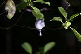 Image of Fan-tailed Gerygone