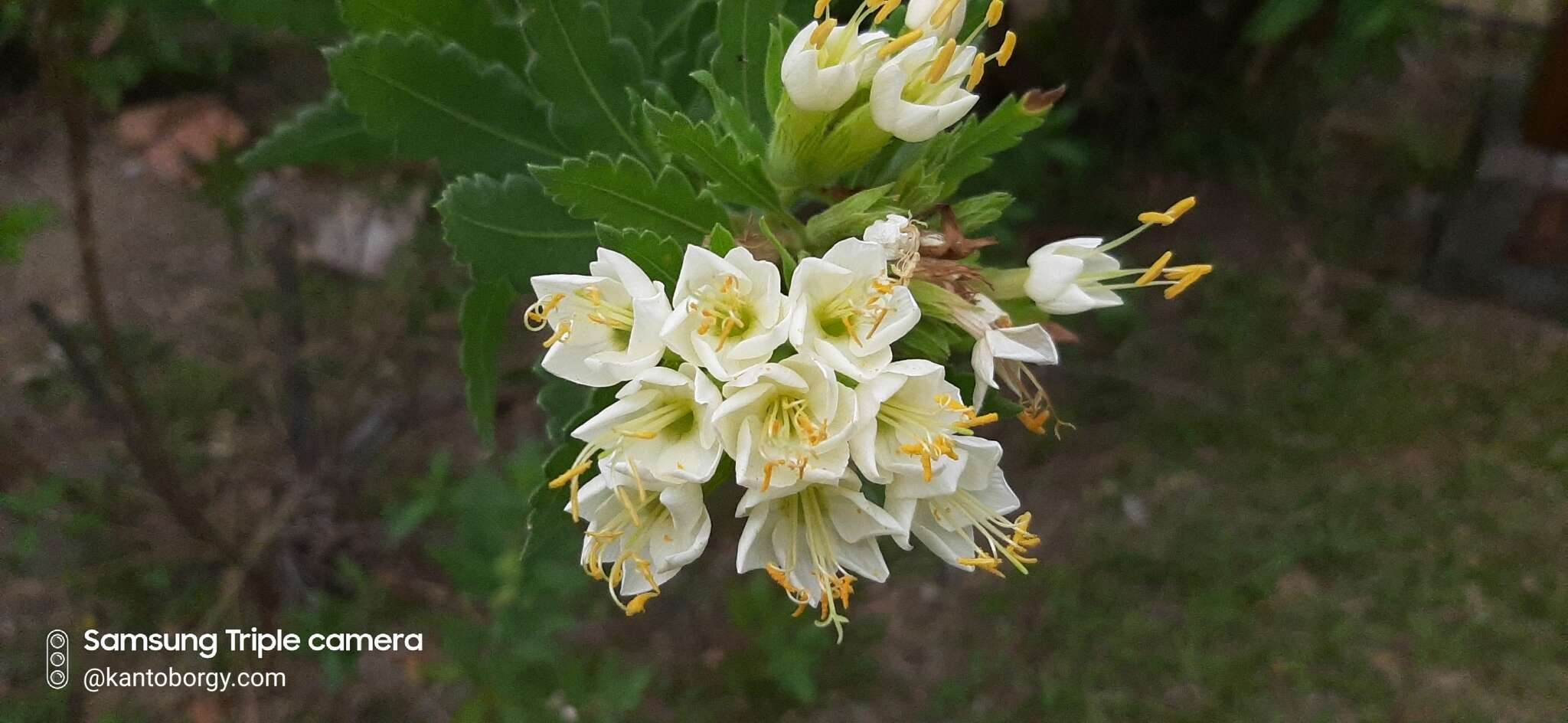 Image of Cantua quercifolia Juss.