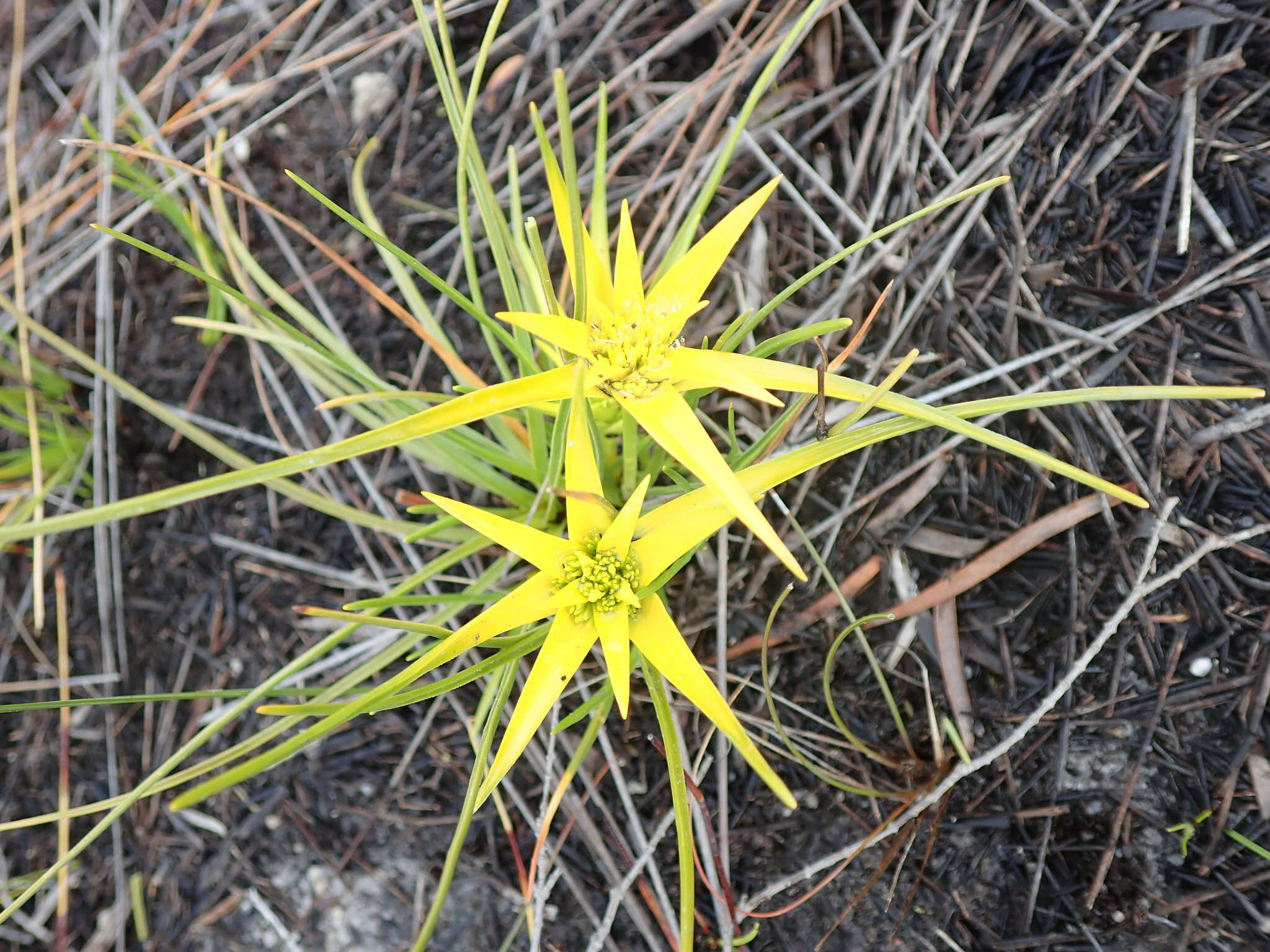 Ficinia radiata (L. fil.) Kunth的圖片