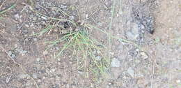 Image of Chinese Ephedra