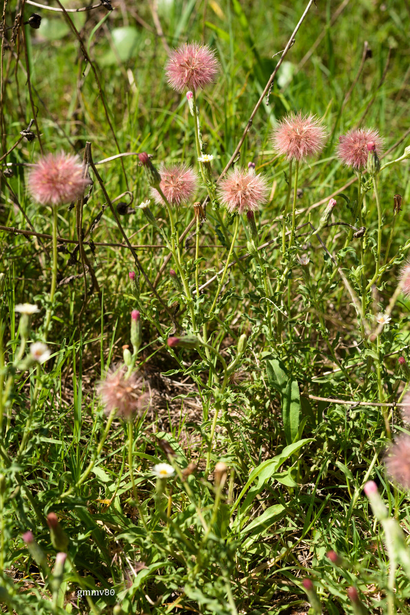 Image of Noticastrum diffusum (Pers.) Cabrera