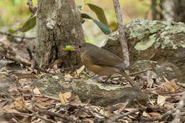 Sivun Colluricincla rufogaster Gould 1845 kuva