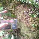 Lemmaphyllum diversum (Rosenst.) Tag. resmi