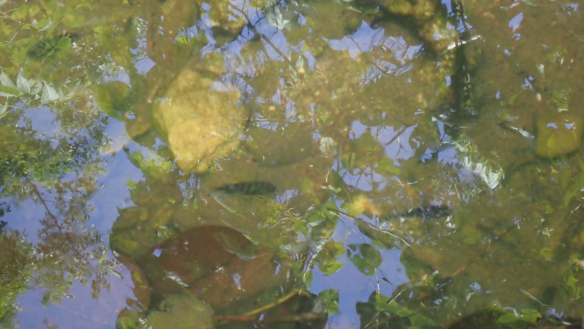 Image of Amatitlán Cichlids