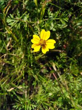 Image of Bidens anthemoides (DC.) Sherff