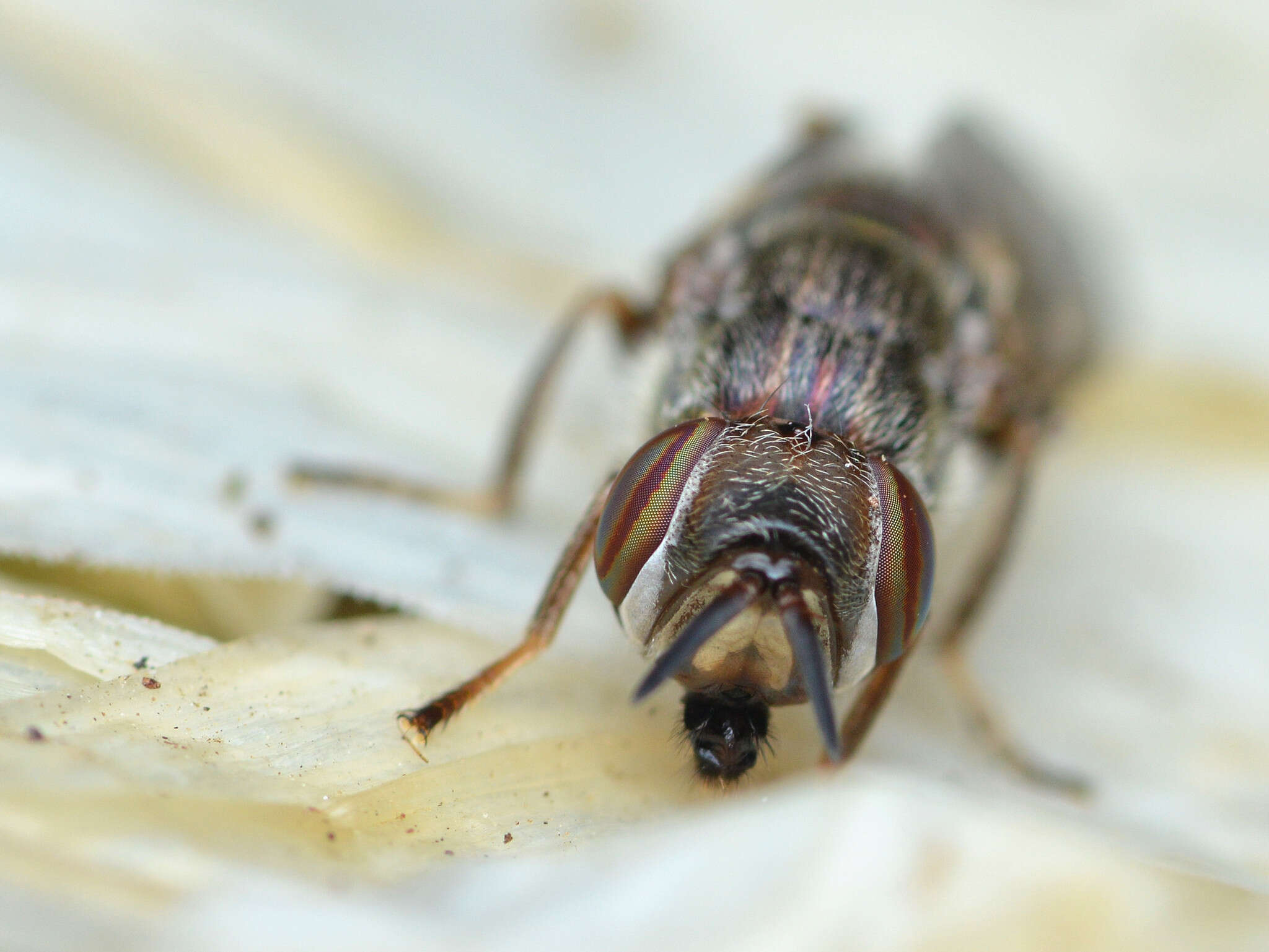 Image of Senopterina foxleei Shewell 1962