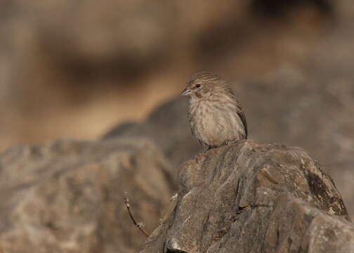 Image of Yemen Serin