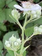 Image of Rubus praecox Bertol.