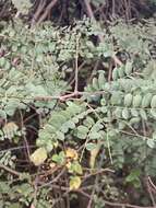 Image of Adenopodia spicata (E. Mey.) C. Presl