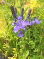 Image de Veronica teucrium L.