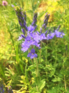 Image of broadleaf speedwell