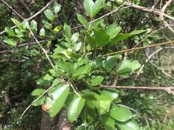 Plancia ëd Austrosteenisia blackii (F. Muell.) R. Geesink